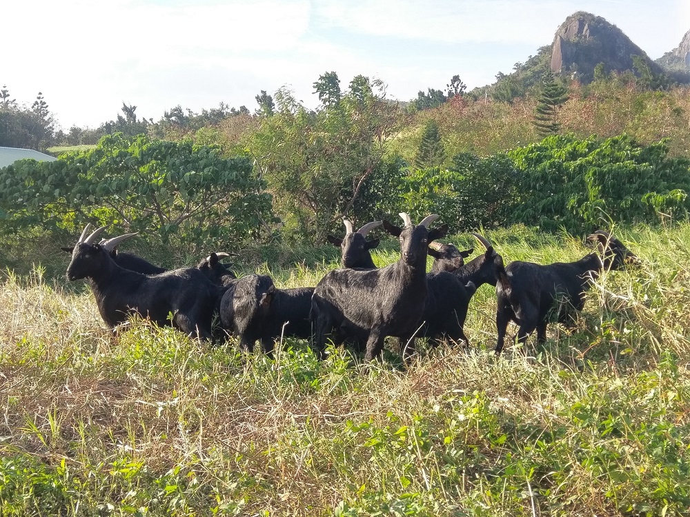 畜產試驗所指出，目前台灣黑山羊品系有分為恆春品系與花蓮品系兩種，具有體質強健、耐粗飼及抗熱性等優點，非常適合台灣環境氣候飼養。   圖：農委會提供