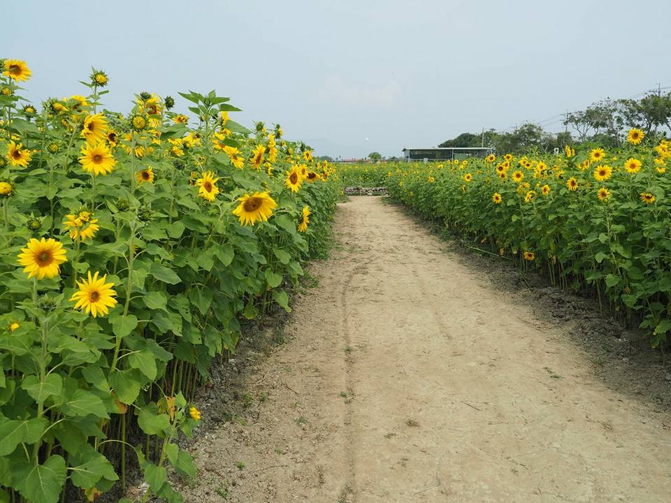 把握最後花期 高雄葵花迷宮城你挑戰了沒 旅遊 新頭殼newtalk