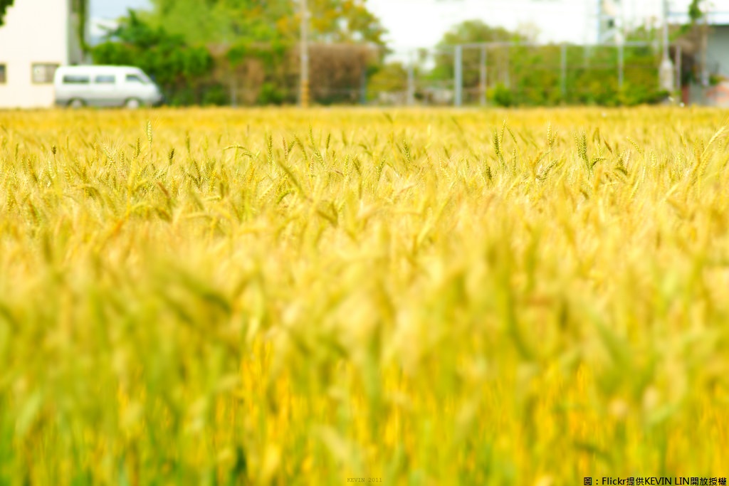 台中小麥栽培面積除金門外為全台之冠。 圖：Flickr提供KEVIN LIN開放授權