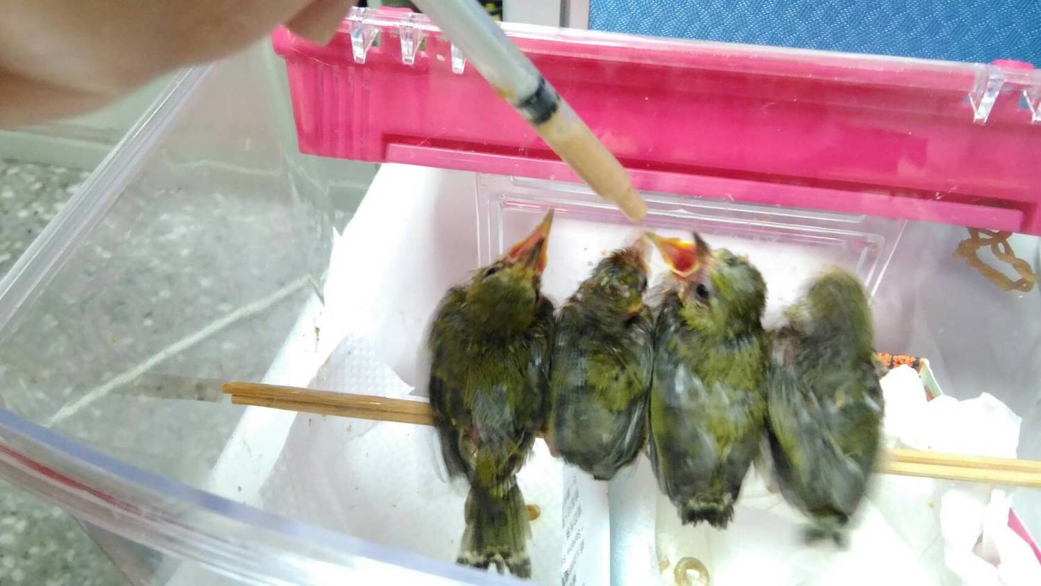 雛鳥季即將到來動保處籲 勿任意撿拾雛鳥 生活 Newtalk新聞