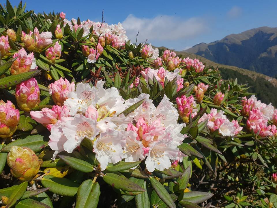 合歡山的杜鵑花季將於4/16登場（資料照）。   圖：擷取自太魯閣國家管理處臉書