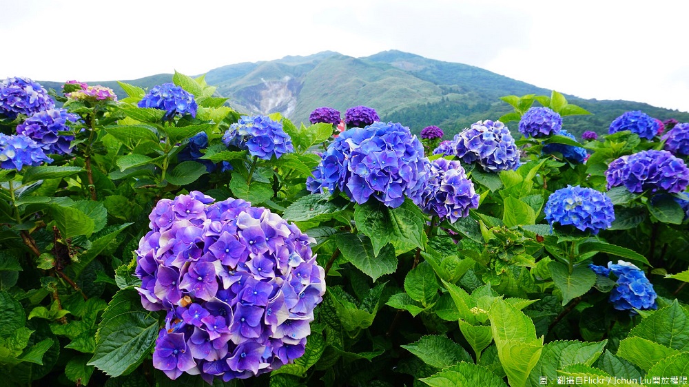 夢幻繡球花季來了 全台必去6個絕美繡球花打卡點 旅遊 新頭殼newtalk