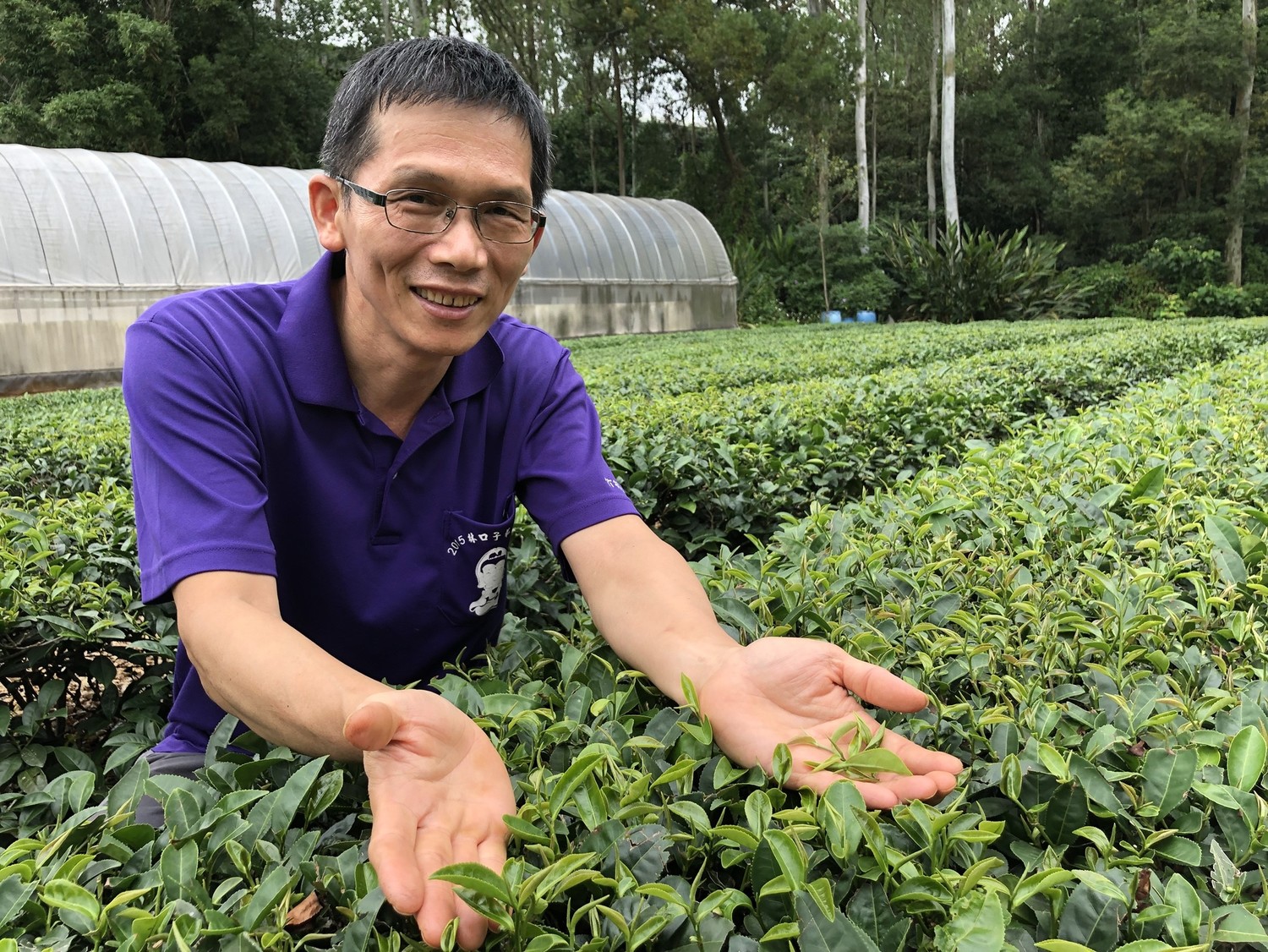 茶廠負責人陳昆諒表示，本年度春茶生長期雨水豐潤、採收期氣候穩定，使茶品質優良，產量也較去年些微成長。   圖：翻攝自新北市政府／提供