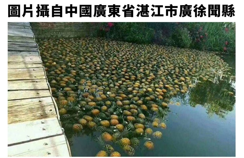 這張照片被打上「台南鳳梨丟棄電視不敢報導」的文字，並在台灣網路社群被大量散發，但事實是來自中國廣東湛江。   圖：農委會提供