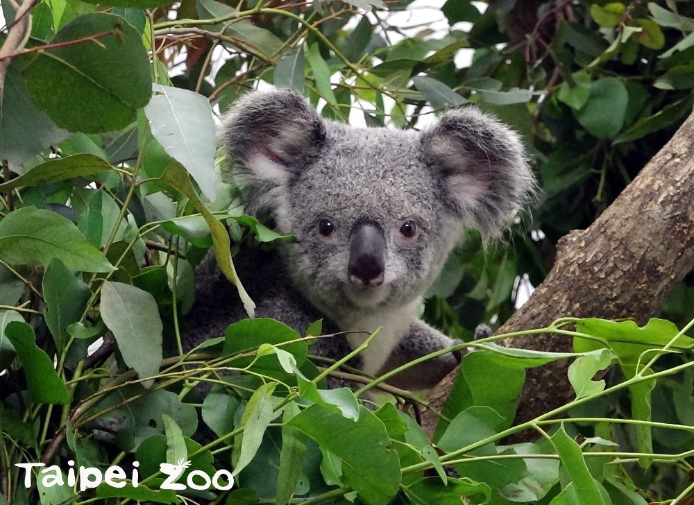 想見牠要三顧茅廬 明晚無尾熊不發懶辦見面會 生活 新頭殼newtalk