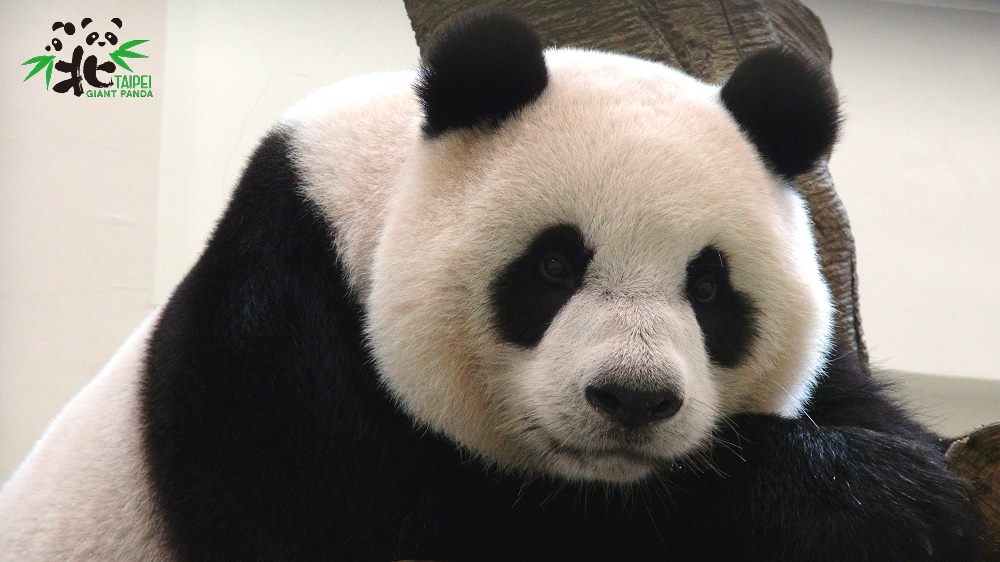 近期台北市動物園的保育員發現「圓圓」居然能分辨蜂蜜是否是純正龍眼蜜，展現貓熊「圓圓」的新技能。