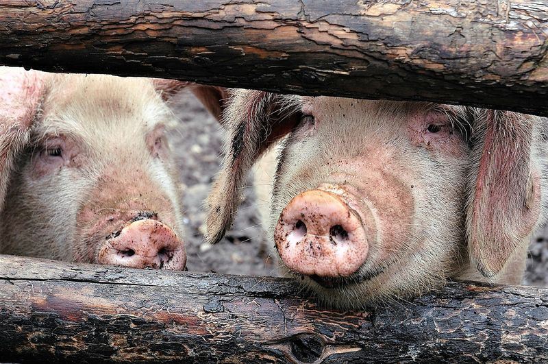 馬來西亞沙巴州發生非洲豬瘟疫情，災害應變中心宣布，若攜帶馬來西亞豬肉品將重罰20萬。   圖：取自Pixabay
