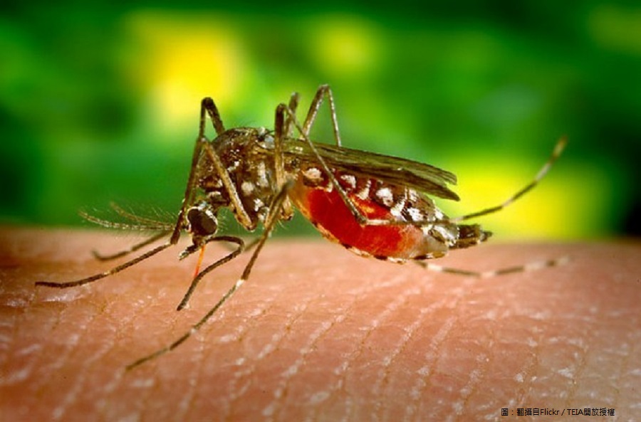 蚊子吸血造成多種疾病傳染，如今更有新發現指蚊子幼蟲成為塑膠微粒汙染生態的新途徑。   圖：翻攝自Flickr／TEIA開放授權