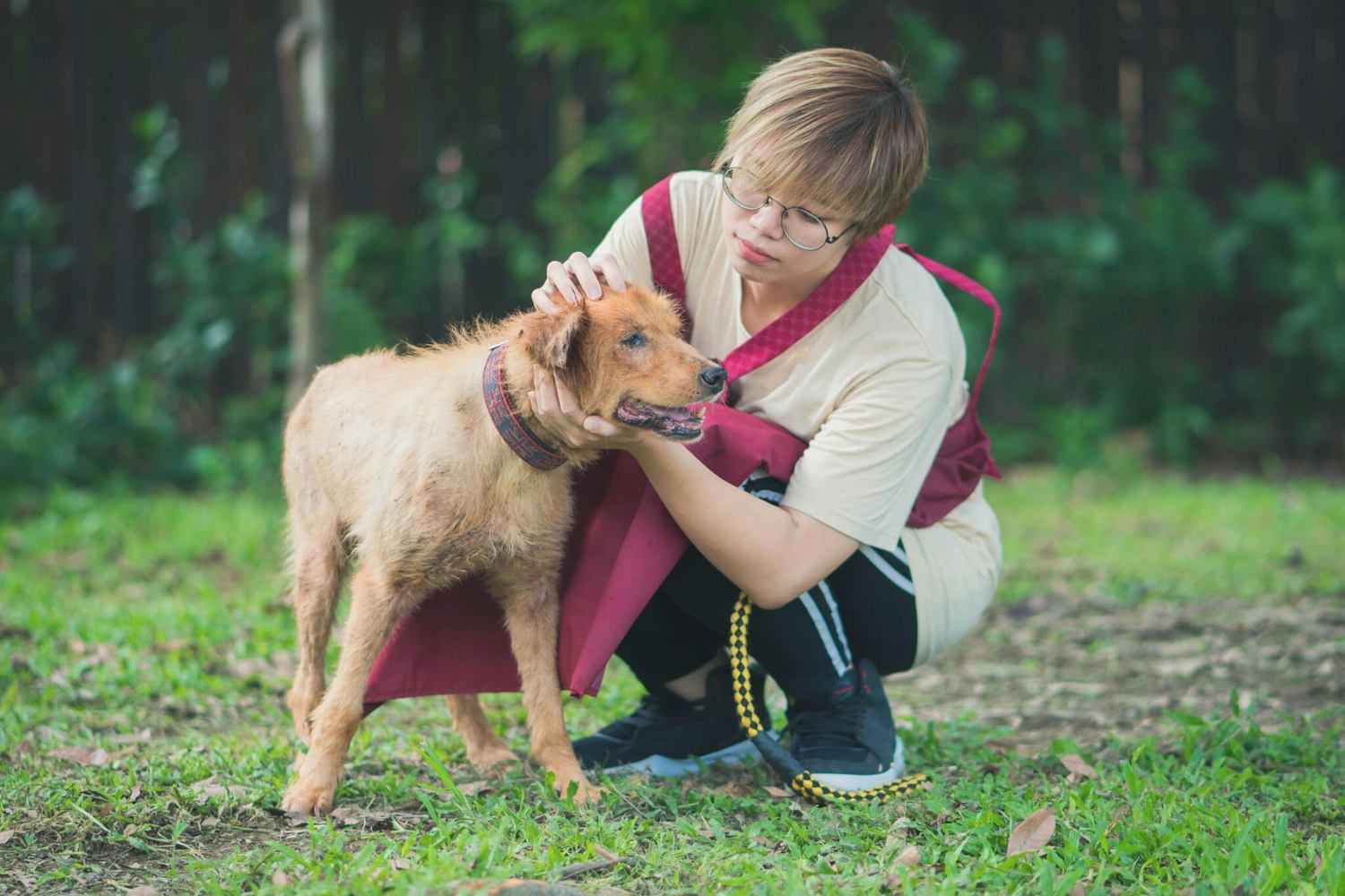 動保員梁恩妮正用愛心及耐心輔助老年犬隻吃飯。