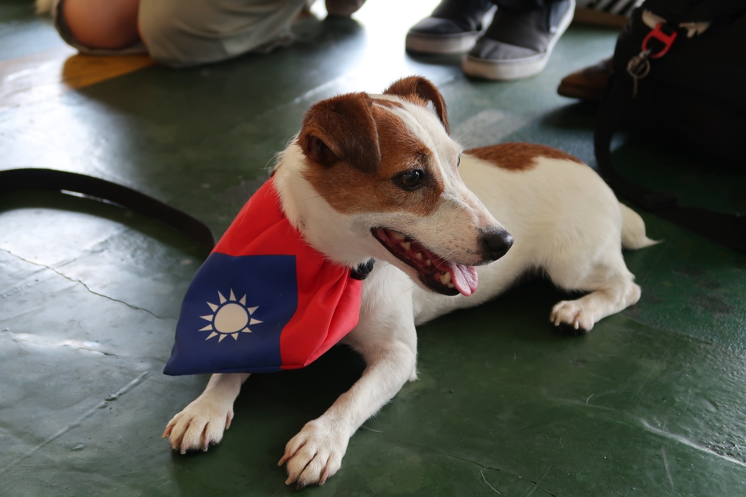 台灣有7隻搜救犬受聯合國認證，樂樂就是其中之一。   圖：林朝億/攝