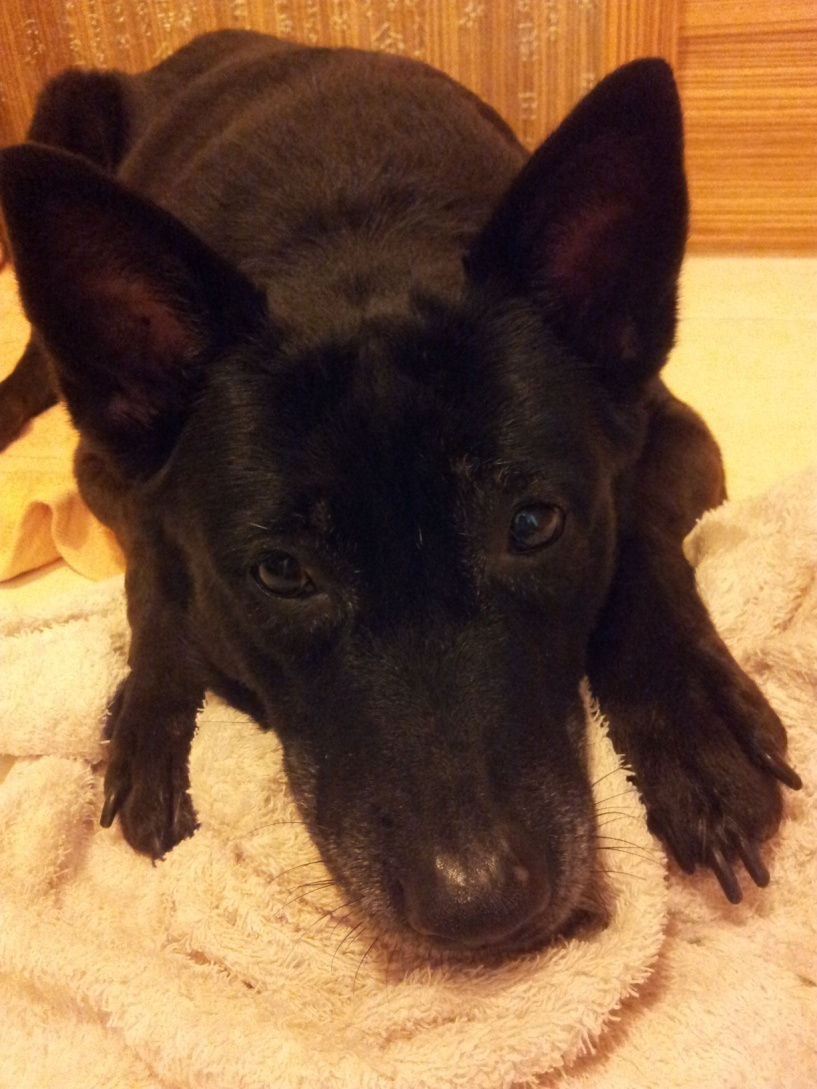 獲得「新北長壽狗寶貝」第1名的石黑黑。 