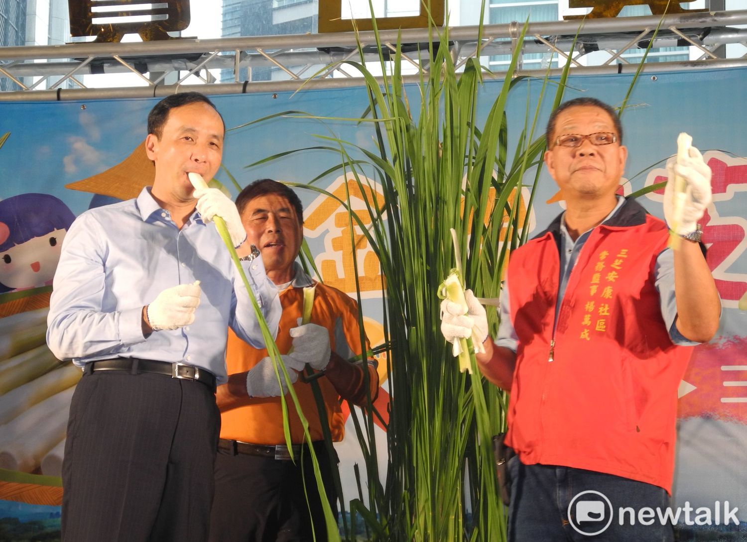 有「美人腿」之稱的新北茭白筍上市了，今年預估產量達930公噸。 