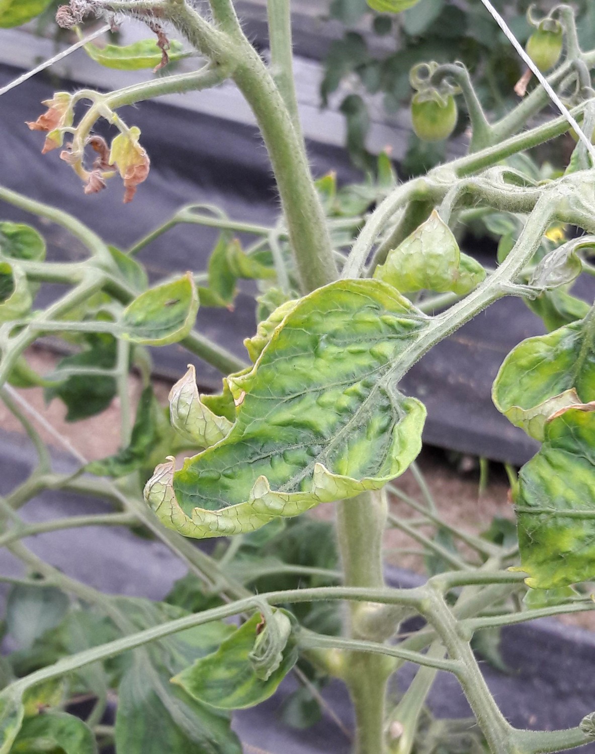 果茄植株若出現葉片捲曲、黃化、皺縮及節間縮短的狀況，可能代表番茄被病毒感染。