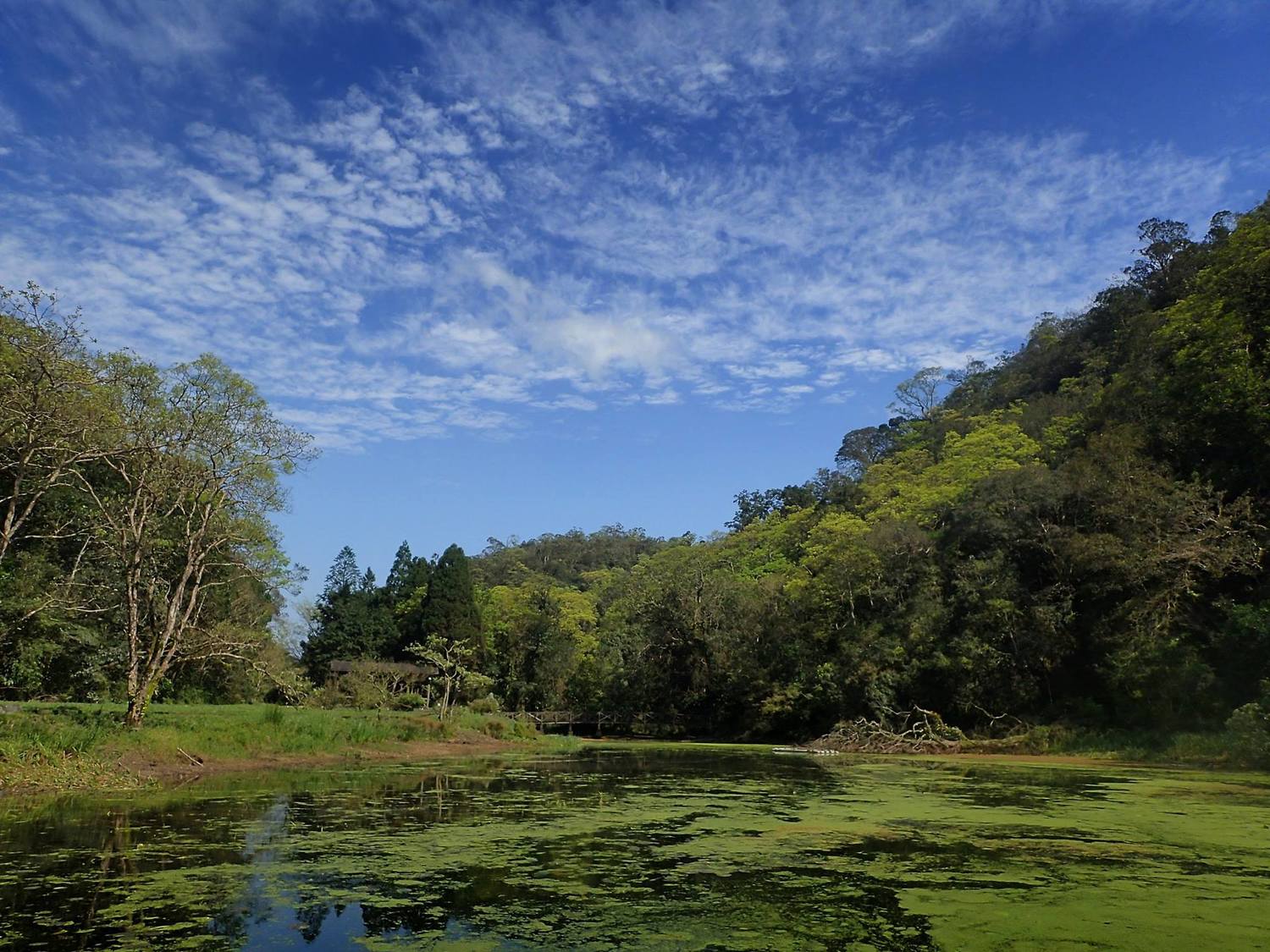對抗水草新策略福山植物園打造平衡生態 生活 新頭殼newtalk