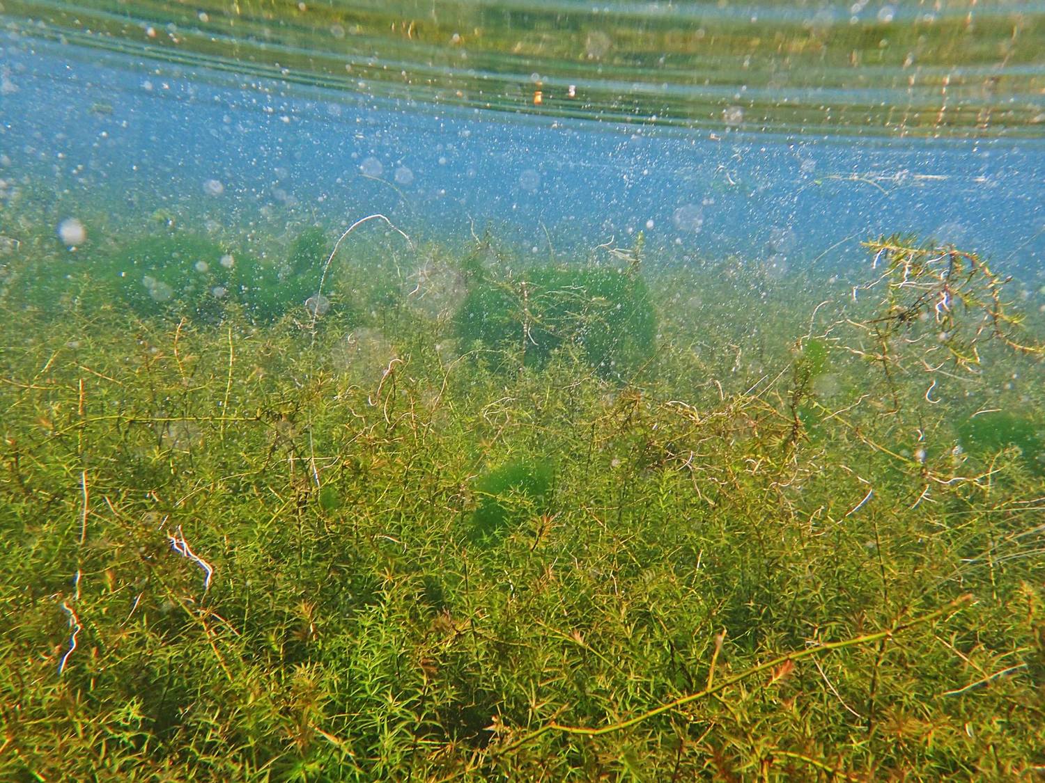 福山植物園水生植物池