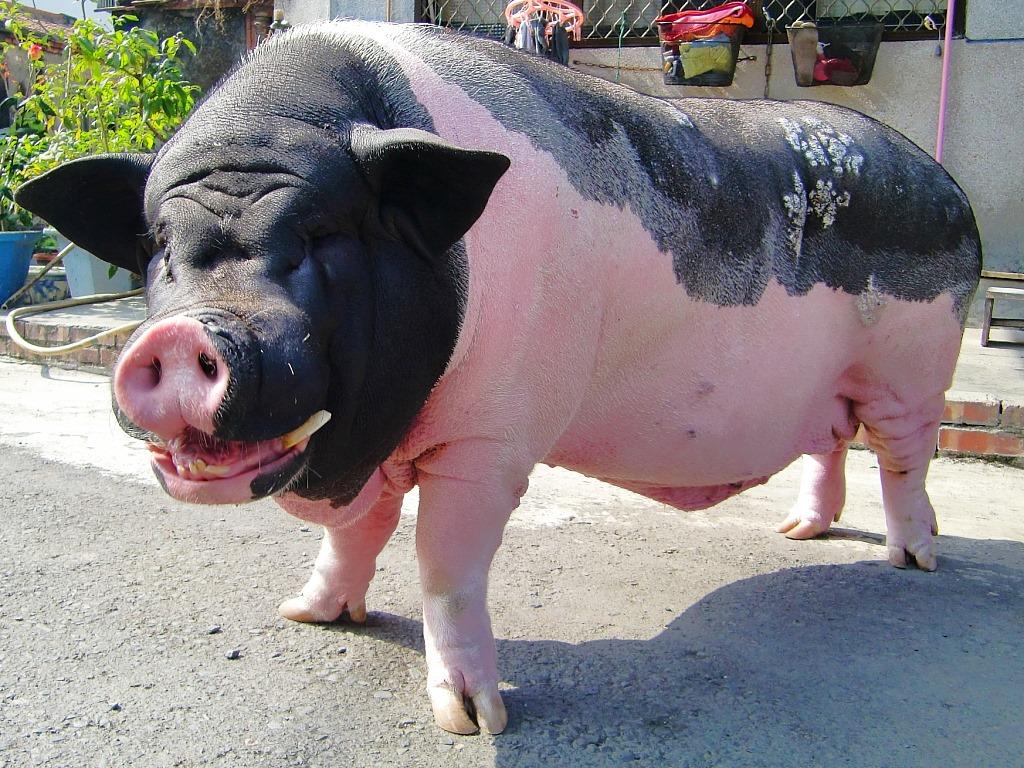 新北市三芝區的曼加利察豬，楊飼主每天用飼料餵食豬群。 