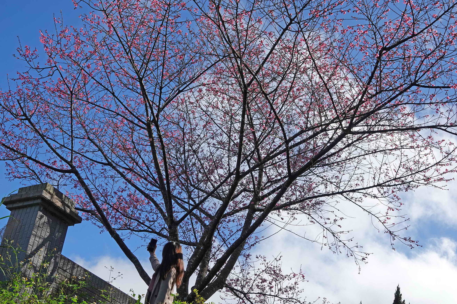 坪林第一株綻放櫻花吸引遊客拍照。   圖：新北市府景觀處提供