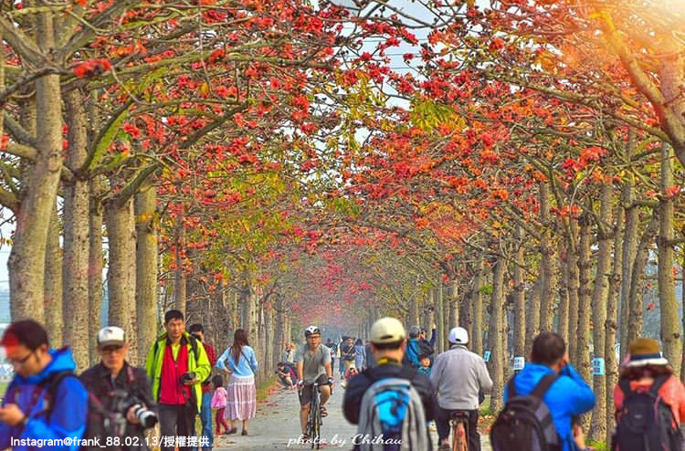 彷彿置身在畫中 漫天橘紅木棉花景不只浪漫也超好拍 旅遊 新頭殼newtalk