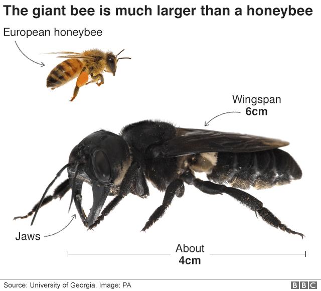世界最大蜜蜂體型巨無霸 網驚：這獨角仙吧！