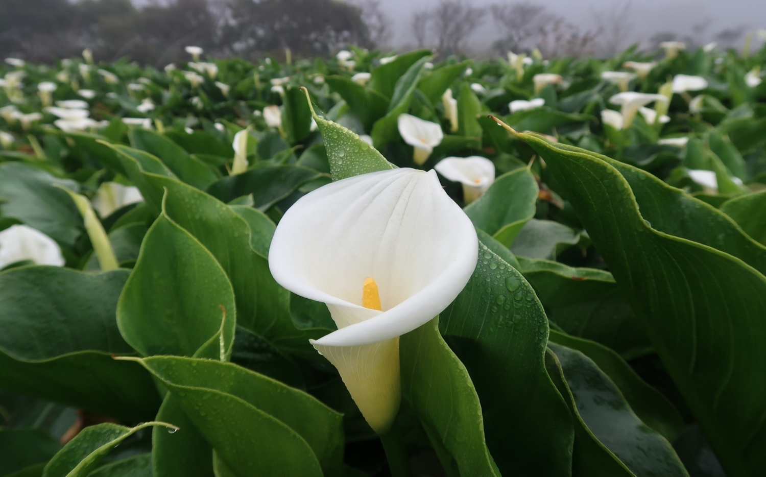 陽明山花已開 竹子湖海芋季開跑花期一路到5月 旅遊 新頭殼newtalk