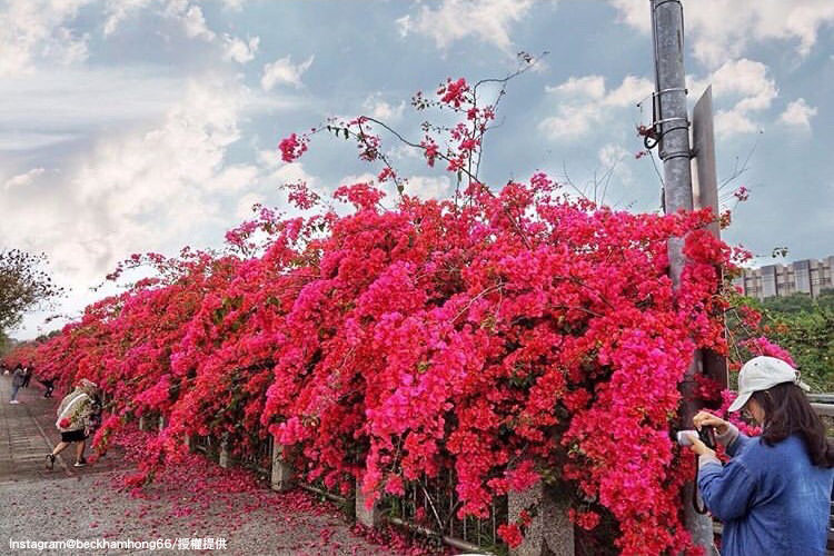 台中中科東大公園旁的九重葛花步道,吸引許多人前往拍照打卡。(地址:台中市西屯區東大路一段737號) 圖:翻攝自instagram beckhamhong66 /開放權限 台中中科東大公園旁的九重葛花步道,吸引許多人前往拍照打卡。(地址:台中市西屯區東大路一段737號) 圖:翻攝自instagram beckhamhong66 /開放權限