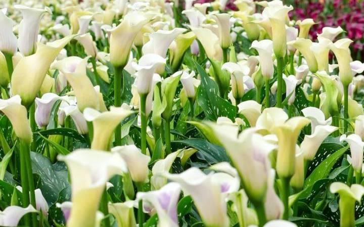 桃園彩色海芋季4 4登場 五色花語一次看懂 旅遊 新頭殼newtalk