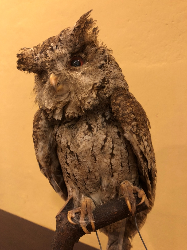 領角鴞成鳥標本   圖/小墾丁渡假村提供