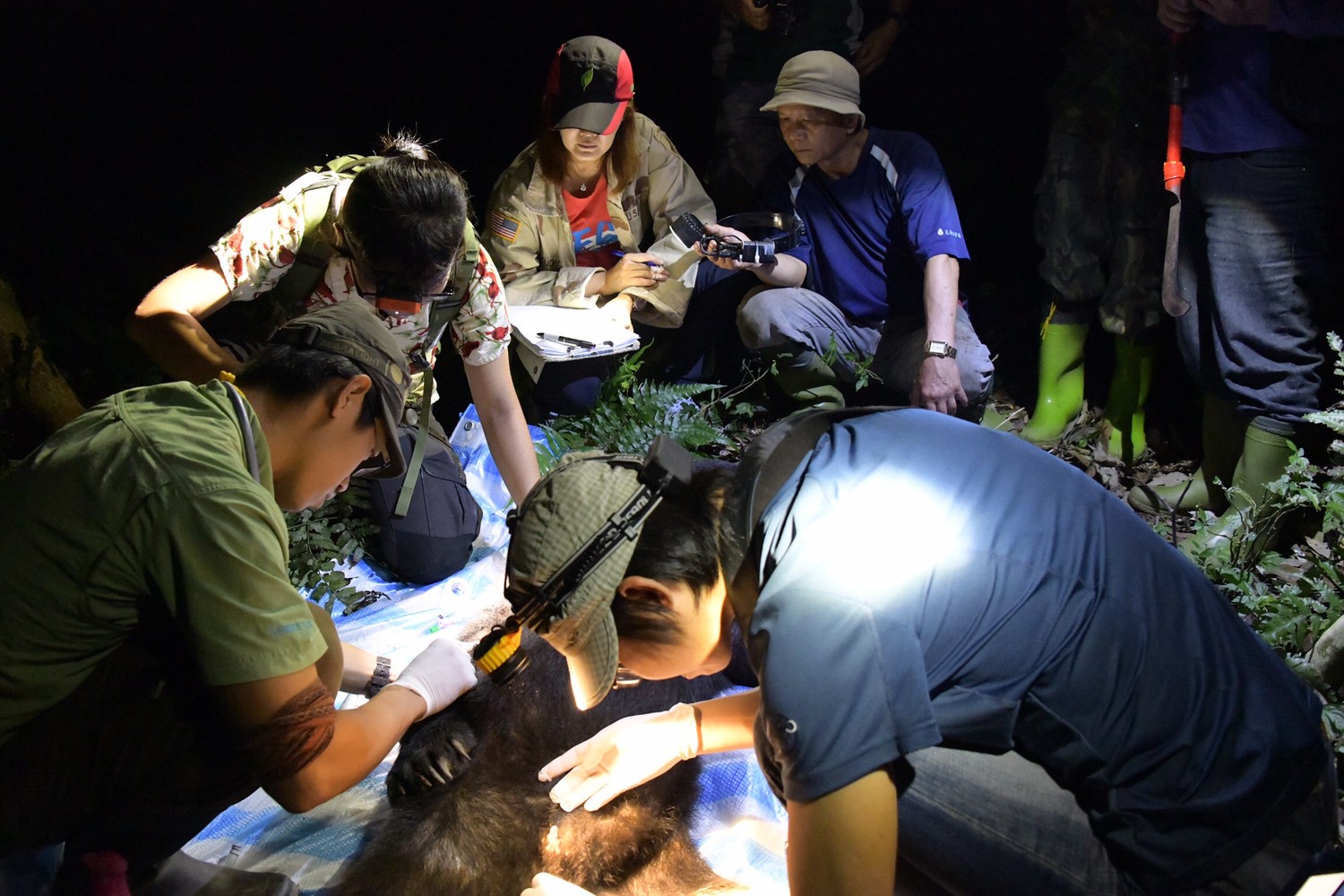 花蓮林管處、台灣黑熊協會及屏東科技大學教授黃美秀等，組成10人救難隊救援台灣黑熊   圖：花蓮林管處/提供