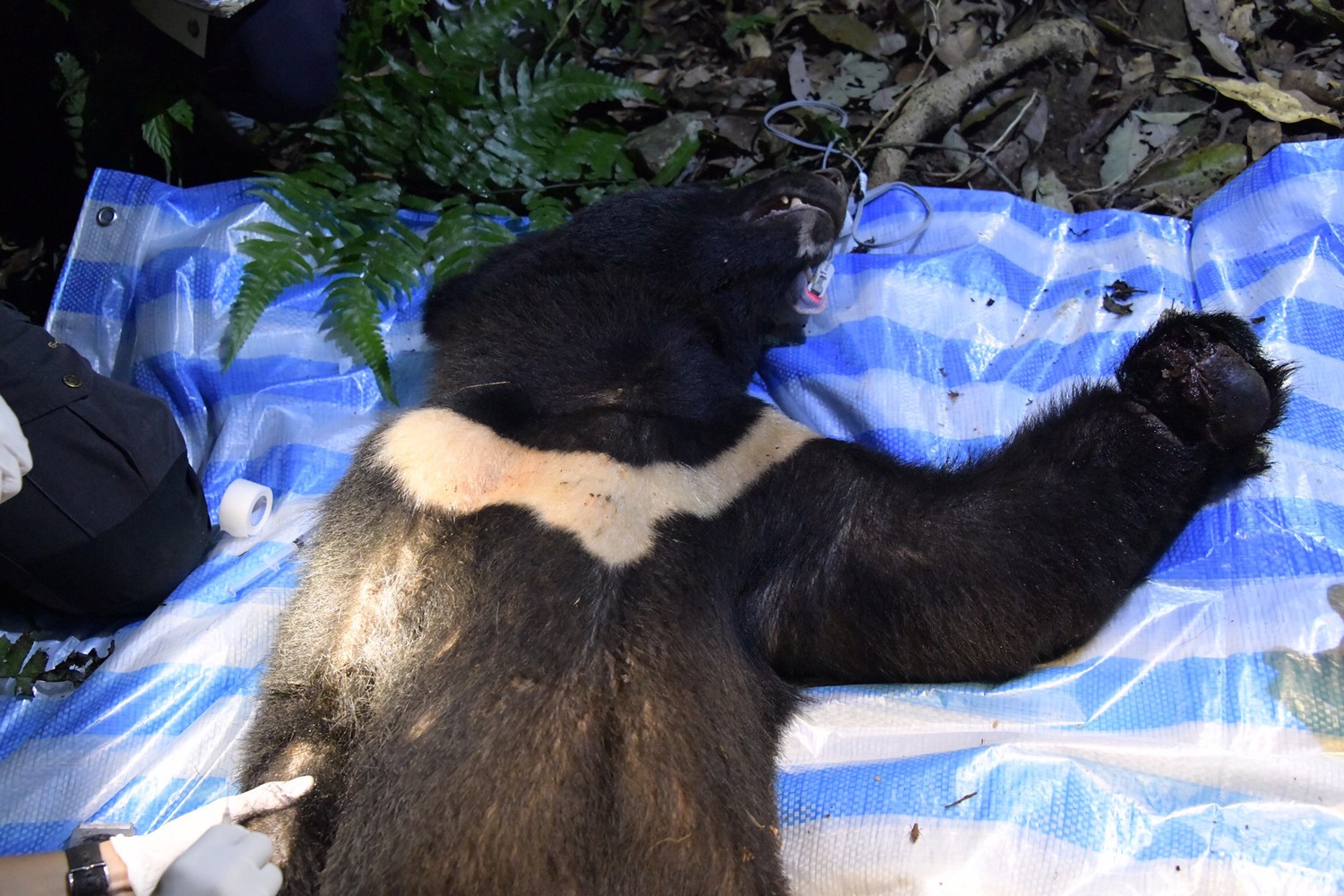 受到二度傷害的台灣黑熊，前肢整個腫脹，末端傷口腐爛，令人心疼   圖：花蓮林管處/提供