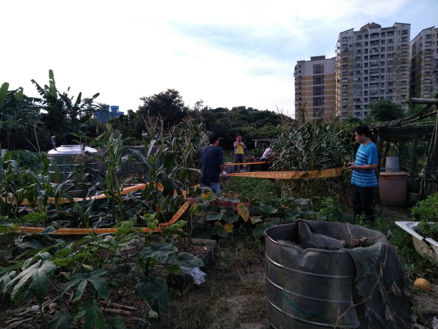 基隆發現首例秋行軍蟲案例。   圖：基隆市政府 / 提供