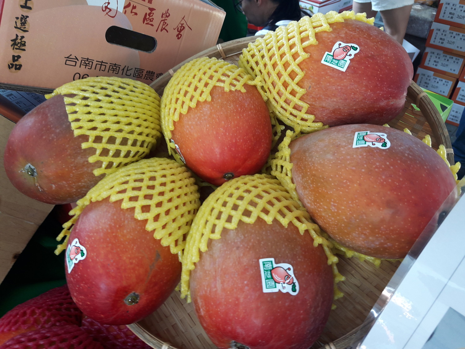台南芒果進入盛產期，其中愛文芒果甜度高、香氣足，很多民眾都指定要吃愛文芒果。   圖：林昀真／攝
