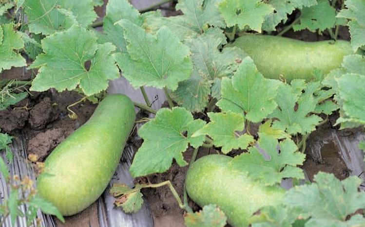 冬瓜其實是「夏瓜」？ 消暑退火又美味 3招挑瓜撇步報你知！ | 生活 | Newtalk新聞