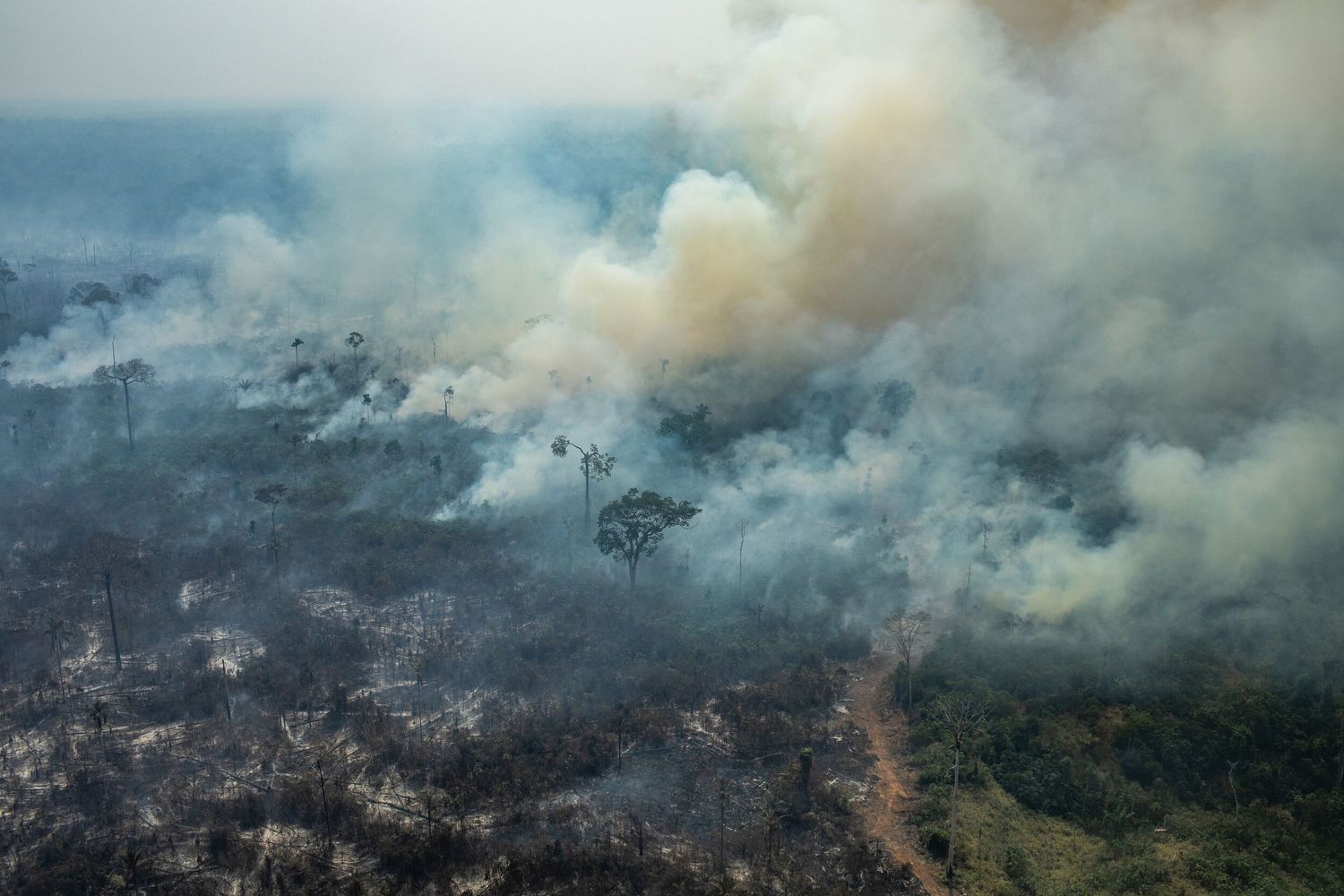 綠色和平指出，亞馬遜森林大火與過度開發息息相關。幾乎90％的環保人士謀殺案發生在亞馬遜地區。   圖 : 綠色和平/提供（資料照）