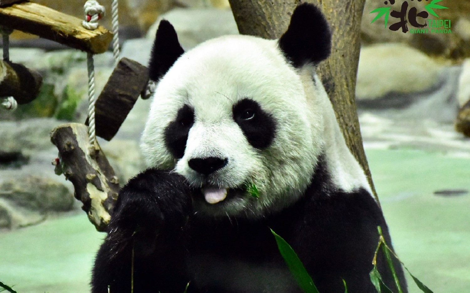 中國想再送熊貓？蔣萬安未否認稱「很好的事」 | 政治 | Newtalk