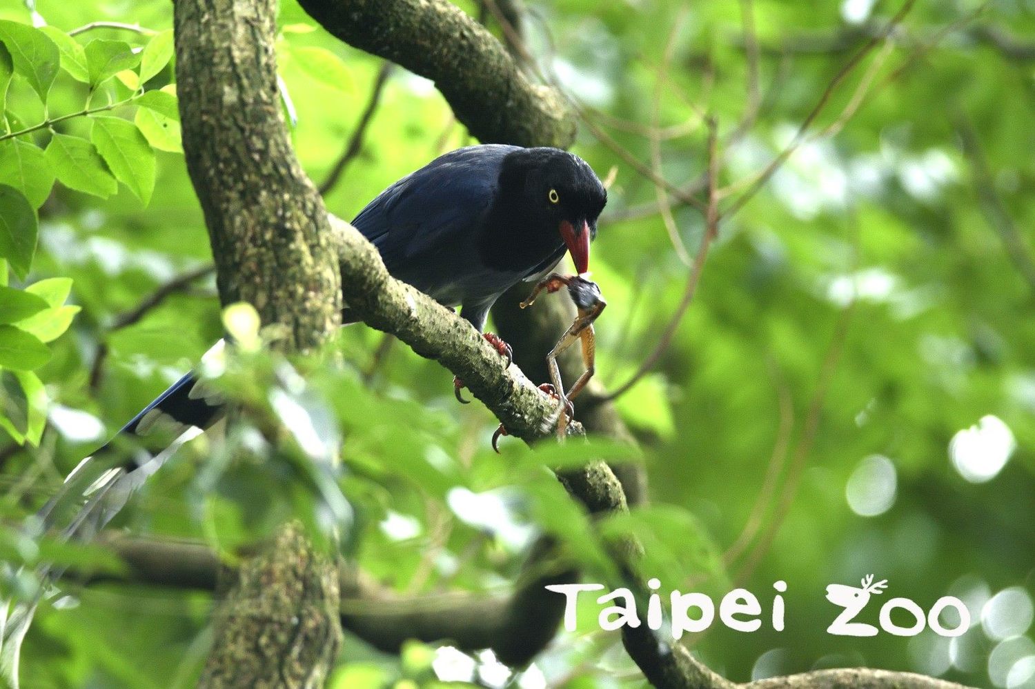 野生的台灣藍鵲經常成群結隊從遊客面前飛過。   圖：台北市立動物園／提供