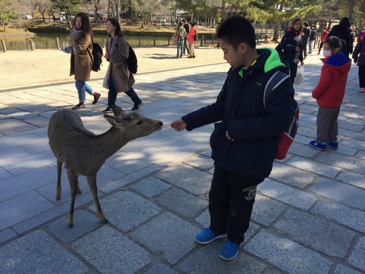 餵小鹿變貴了 日本消費稅10月漲 奈良鹿餅 跟著漲 旅遊 新頭殼newtalk