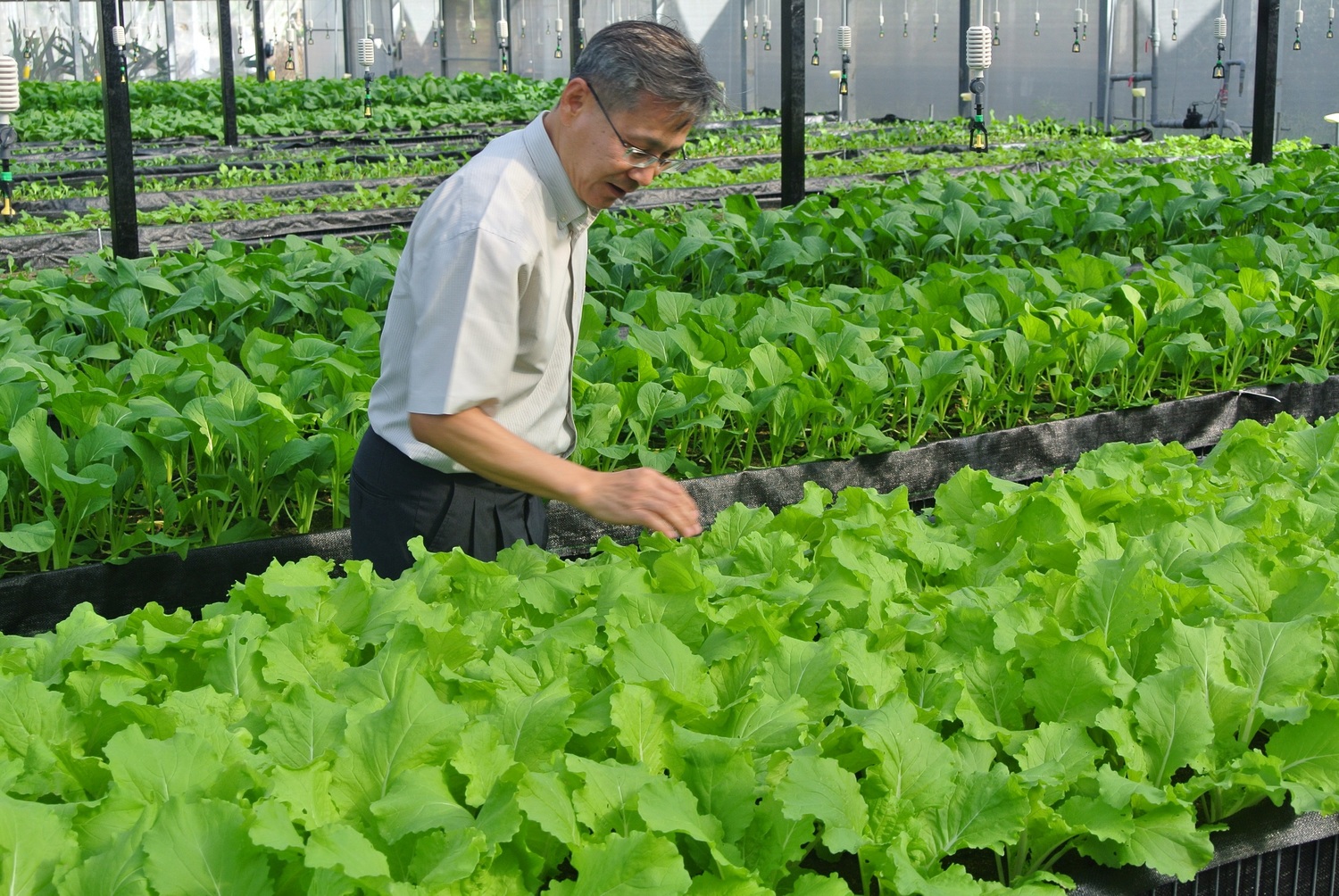 低鉀蔬菜採離地栽種方式。   圖：唐復年／攝