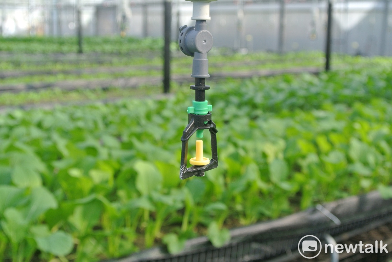 以色列滴灌系統每天定時定量噴灑水份與養液。   圖：唐復年／攝