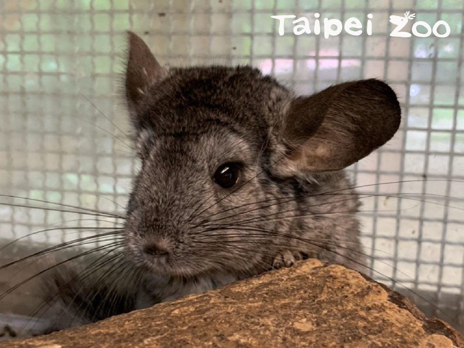 超萌「龍貓」家族報喜！動物園添7絨鼠寶寶 | 生活 | Newtalk新聞