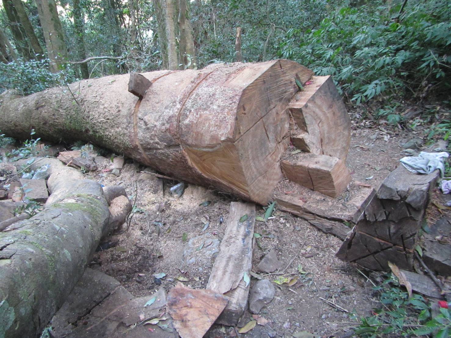 山老鼠盜伐林木，破壞山地生態，遭檢方查獲。   圖：專案小組/提供