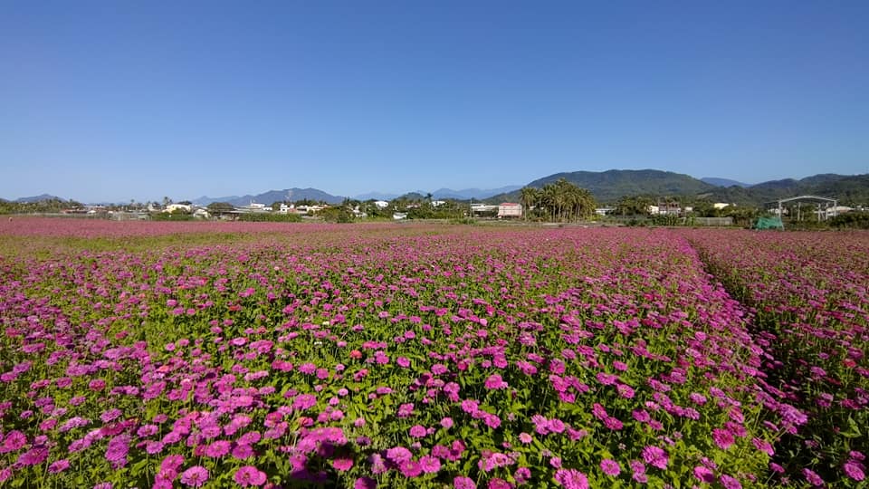 影 春節限定 高雄杉林區多色花海拼出5大絕美幻境 旅遊 新頭殼newtalk