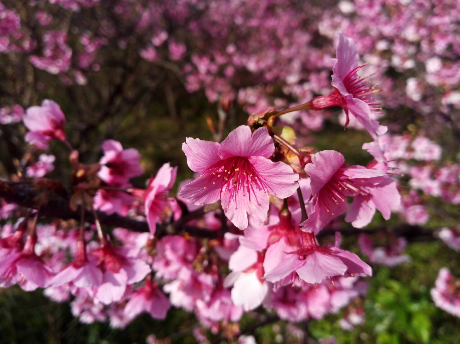 北部的櫻花邁入開花期，預計在過年前後會達到盛開。   圖：翻攝自台北新花漾臉書