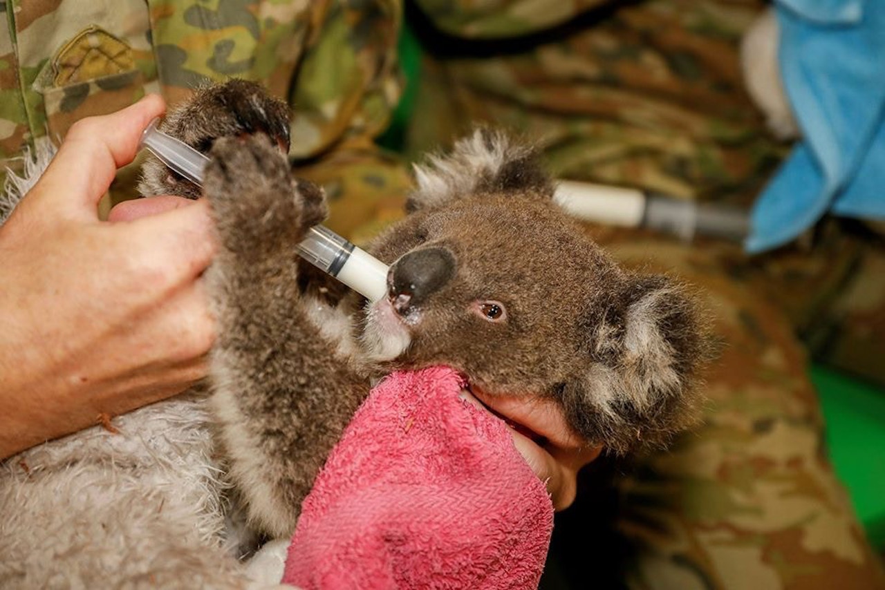澳洲軍人協助照顧救援機構內的無尾熊寶寶。   圖：翻攝自 Facebook@Australian Army