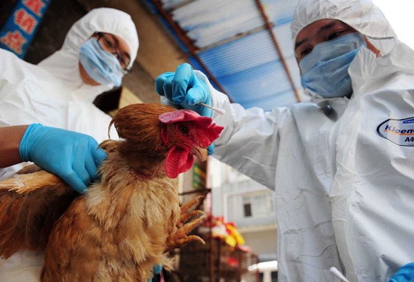 湖南省永州市宁远县惊传1名女子感染H5N6禽流感，直到21日仍不能脱离唿吸器。（示意照片）   图：翻摄人民日报(photo:NewTalk)