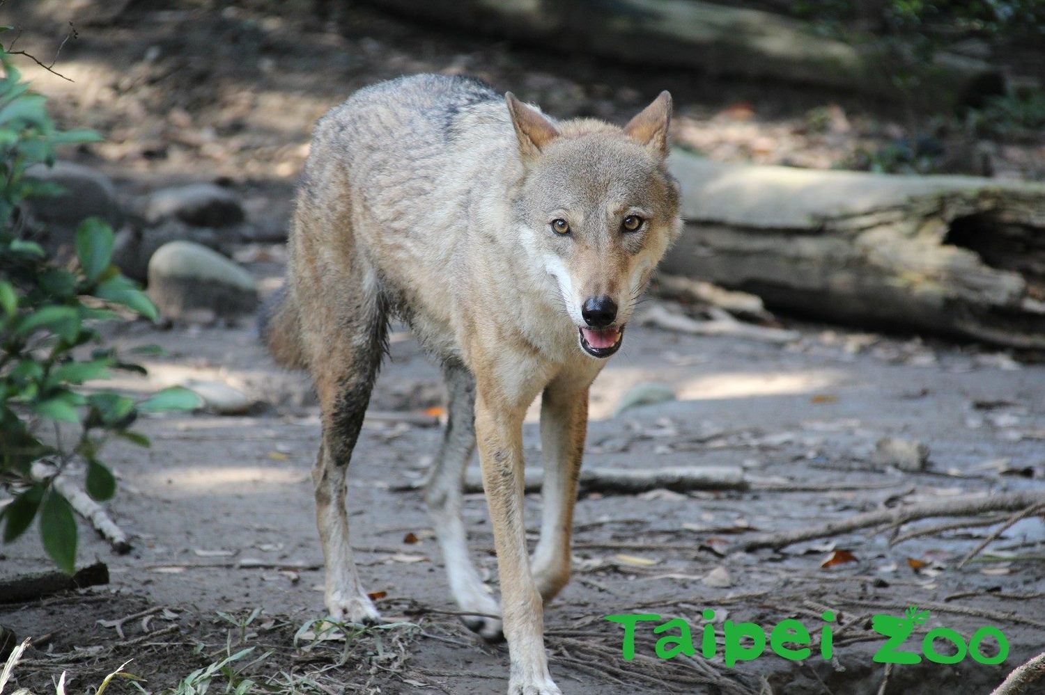 單戀七年 北市動物園北美灰狼今年能追到美人嗎 新奇 Newtalk新聞