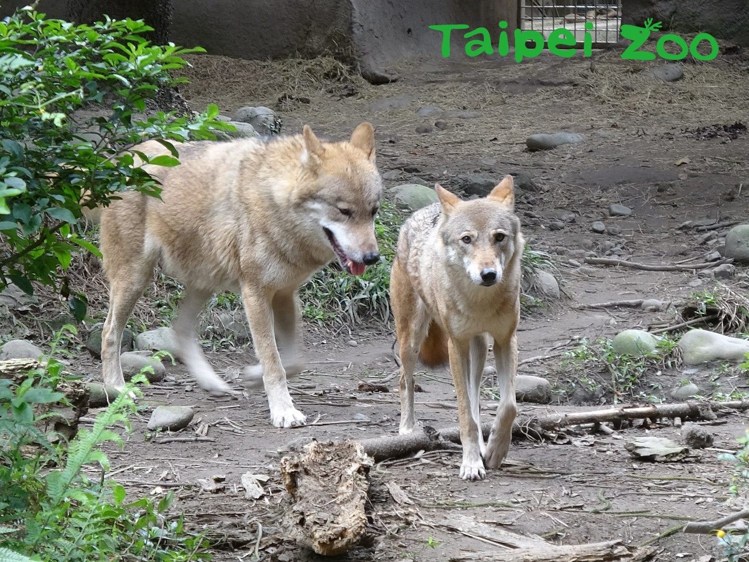 單戀七年 北市動物園北美灰狼今年能追到美人嗎 新奇 新頭殼newtalk