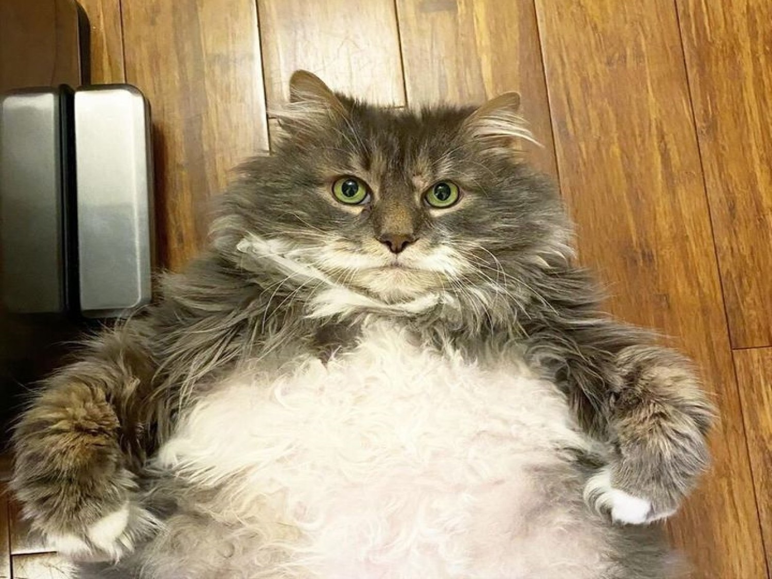 拥有一只很胖的猫是怎样的一种体验？ - 知乎