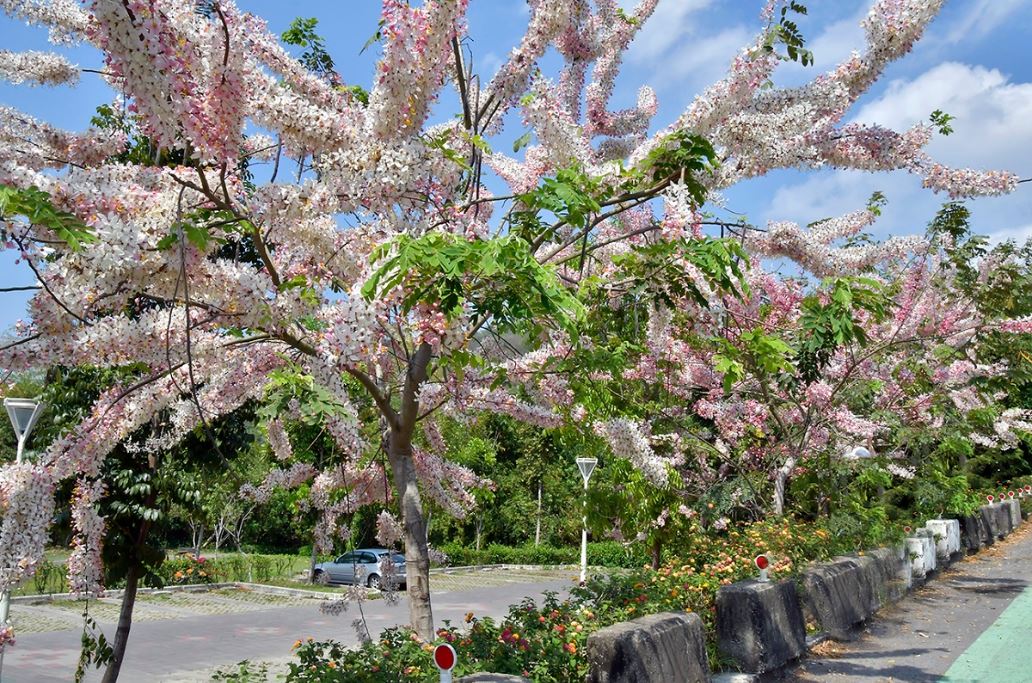 被粉紅陣雨包圍 高雄阿公店花旗木美得正當時 旅遊 Newtalk新聞