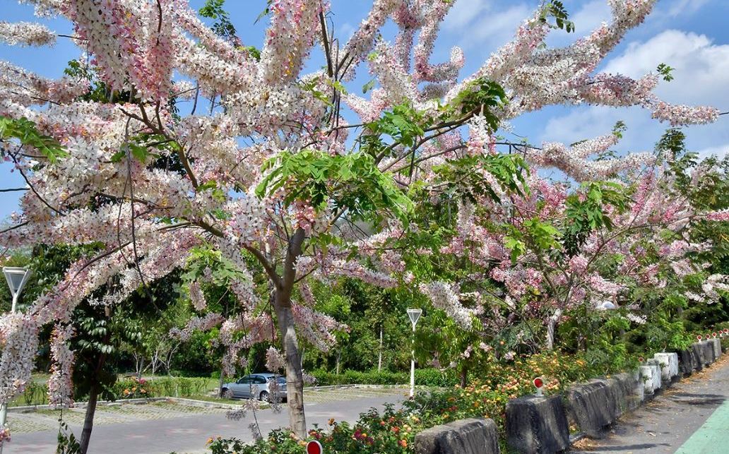 被粉紅陣雨包圍!高雄阿公店花旗木美得正當時 | 旅遊 | Newtalk新聞