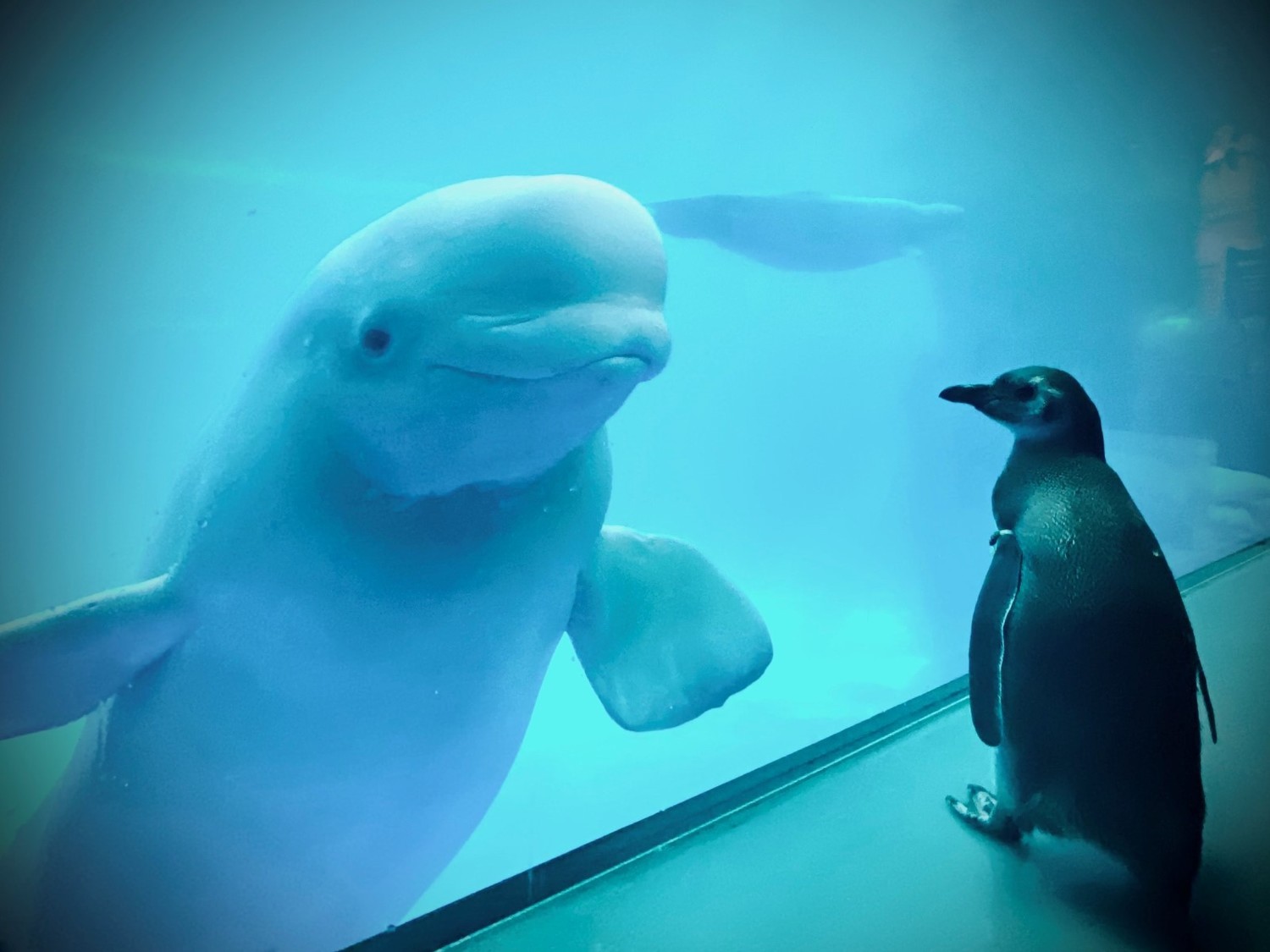 水族館白鯨遇見鳳冠企鵝 南北半球小可愛相見歡:你好啊! | 新奇 | Newtalk新聞